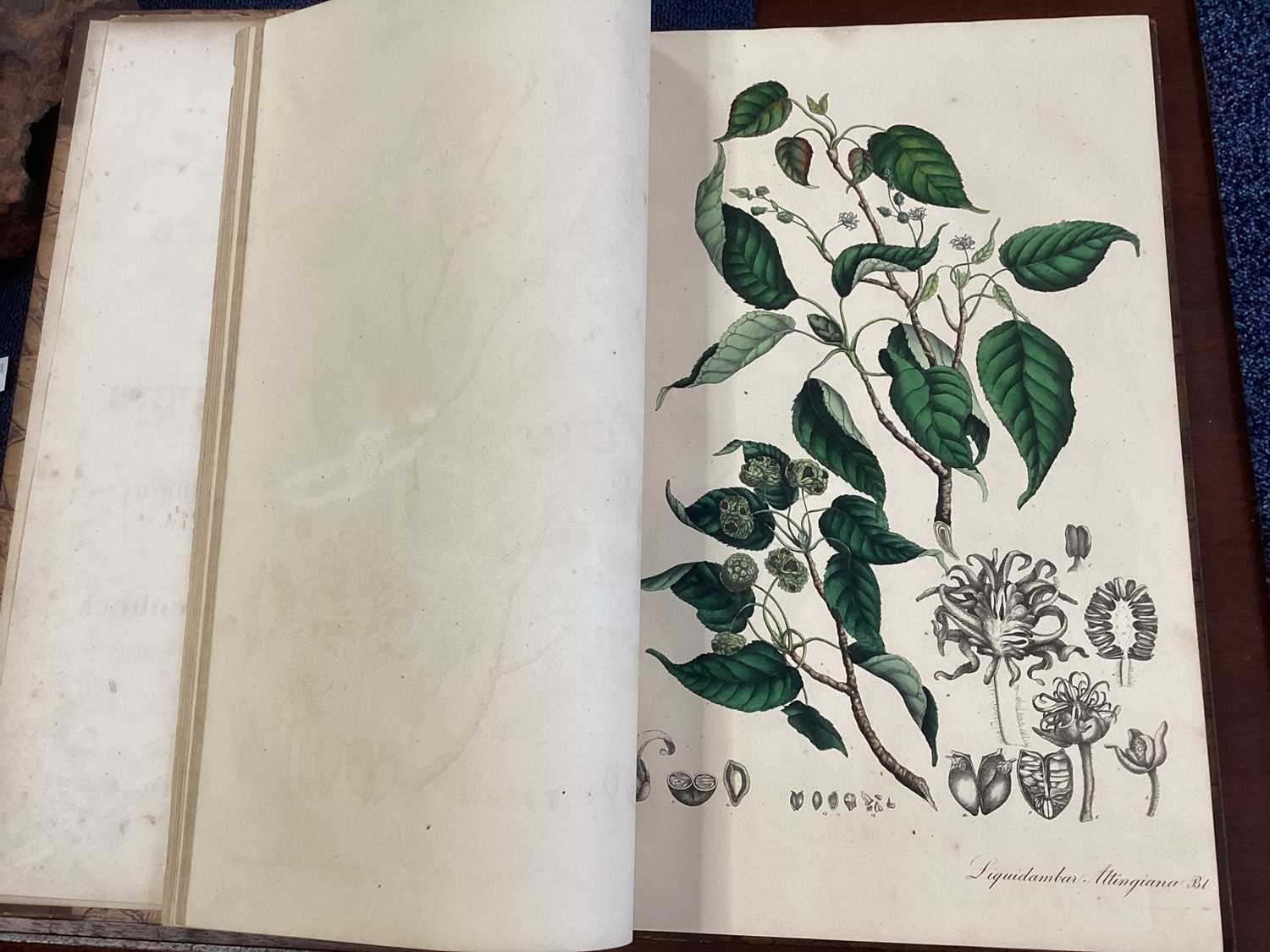 A RARE COMPLETE SET OF NEES VON ESENBECK'S ICONES PLANTARUM MEDICINALIUM - Image 35 of 39