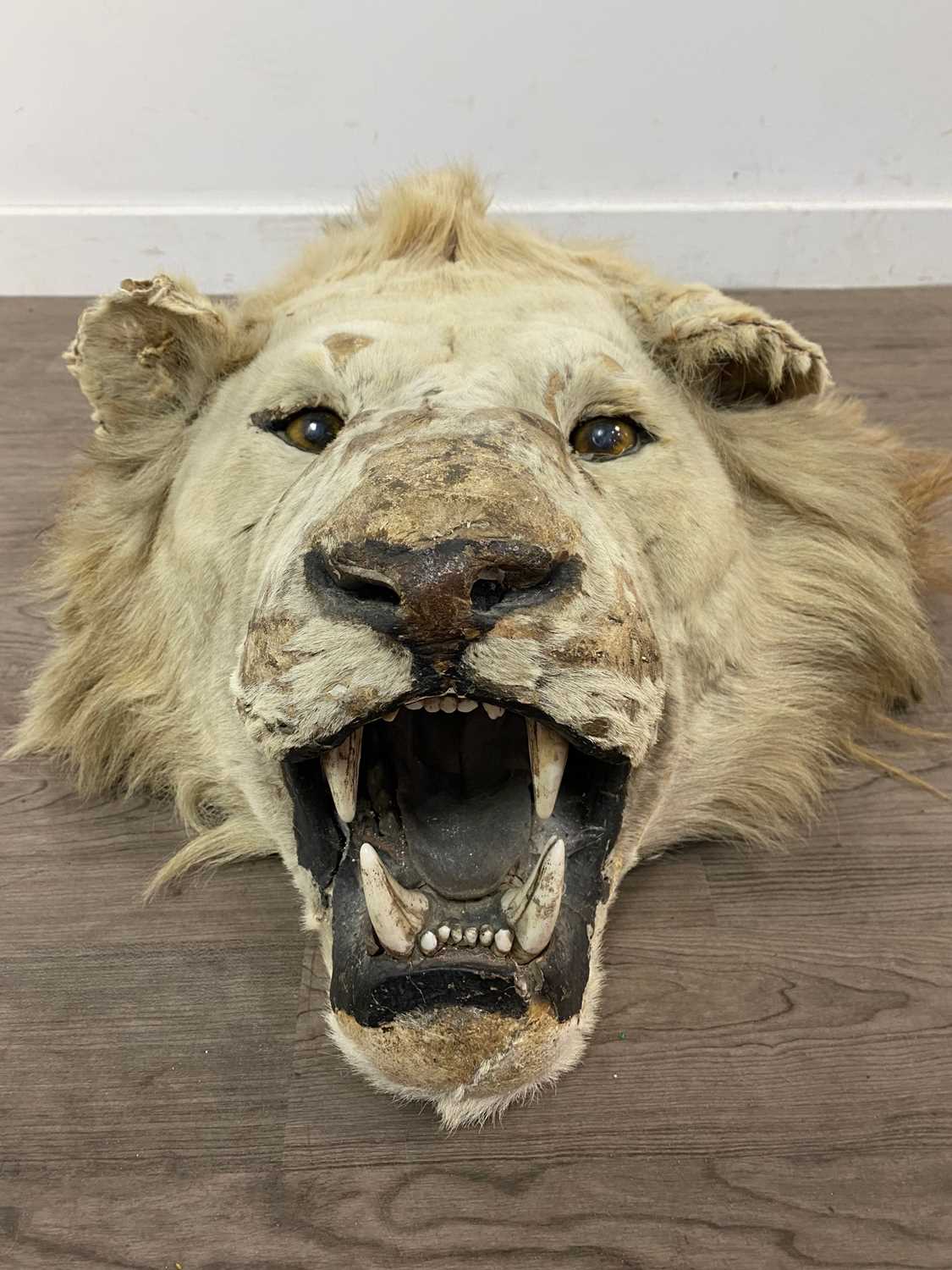 A TAXIDERMY LION HEAD IN THE MANNER OF ROWLAND WARD - Image 4 of 5