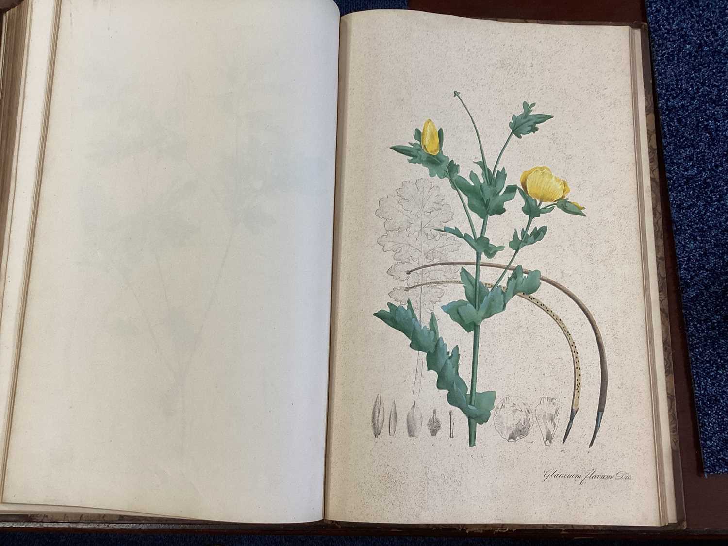 A RARE COMPLETE SET OF NEES VON ESENBECK'S ICONES PLANTARUM MEDICINALIUM - Image 28 of 39