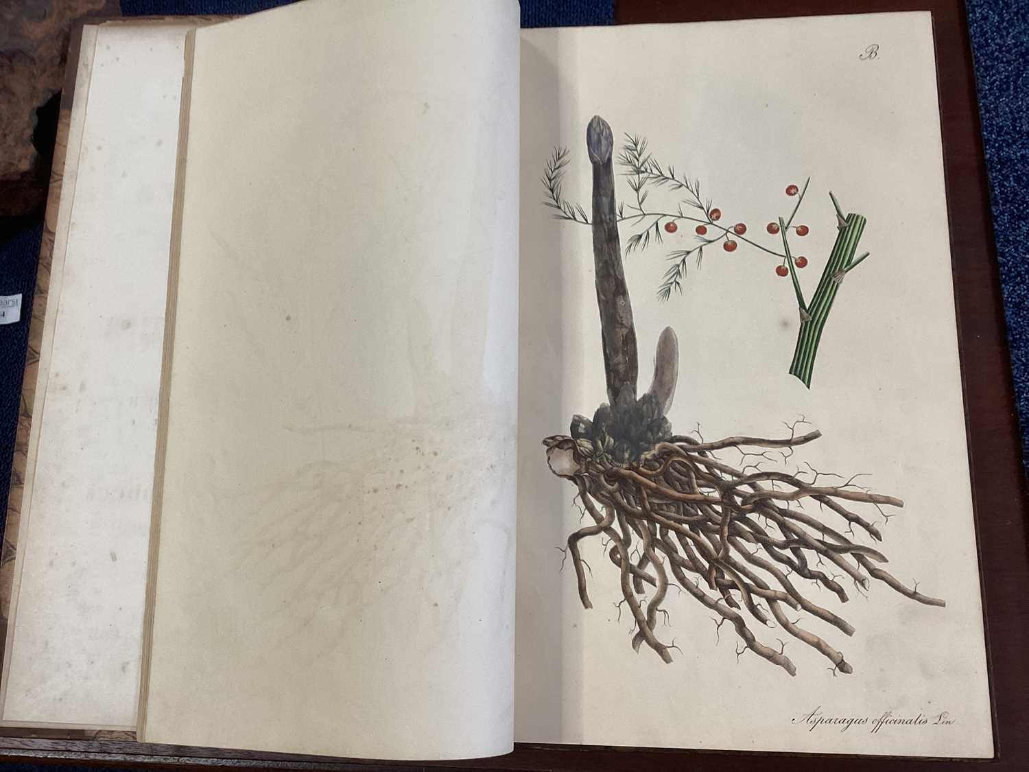 A RARE COMPLETE SET OF NEES VON ESENBECK'S ICONES PLANTARUM MEDICINALIUM - Image 34 of 39