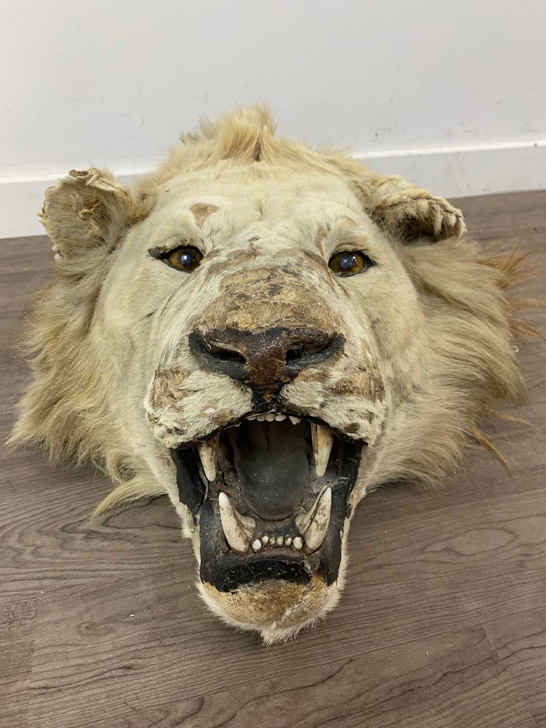 A TAXIDERMY LION HEAD IN THE MANNER OF ROWLAND WARD