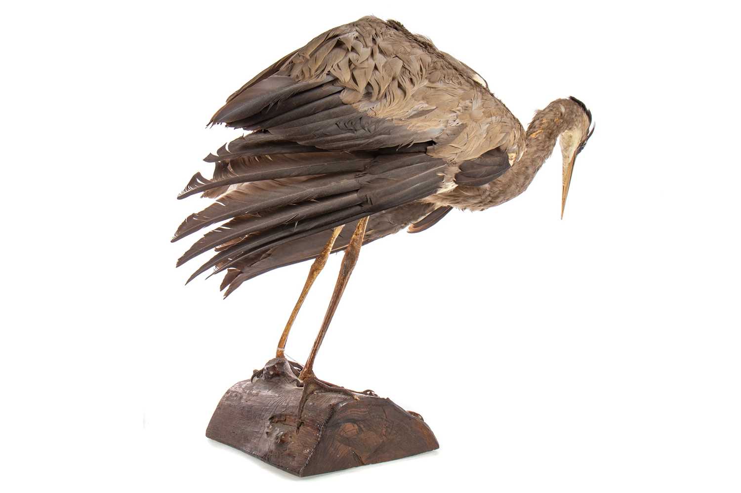 A TAXIDERMY STUDY OF A HERON - Image 3 of 3