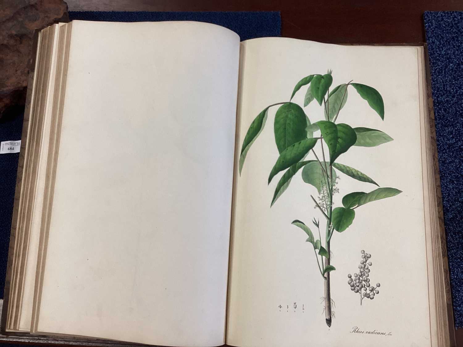 A RARE COMPLETE SET OF NEES VON ESENBECK'S ICONES PLANTARUM MEDICINALIUM - Image 26 of 39