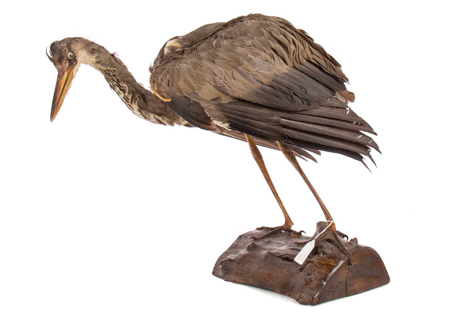 A TAXIDERMY STUDY OF A HERON - Image 2 of 3