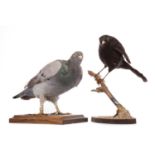 TAXIDERMY STUDY OF A PIGEON AND A BLACKBIRD