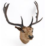 Taxidermy. Head of a deer, early 20th c, with antlers and glass eyes The collection of C. W.