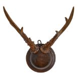 Romanov memento. The horns of a deer shot by Tsar Nicholas II, 1901, mounted on polished walnut