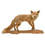 Taxidermy. A fox, mounted on a log, 20th century, 56cm long