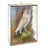 Victorian taxidermy. Barn owl (Tyto Alba), realistically mounted before ferns and bracken, in glazed