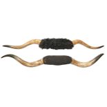 Taxidermy. A pair of mounted buffalo horns, c1900, approximately 190cm long