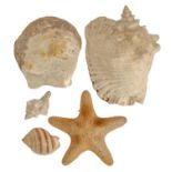 A bull mouth clam shell and four other seashells (5)