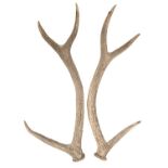 A pair of six-point stag antlers, the largest 89.5cm l, a taxidermy wading bird, ebonised square
