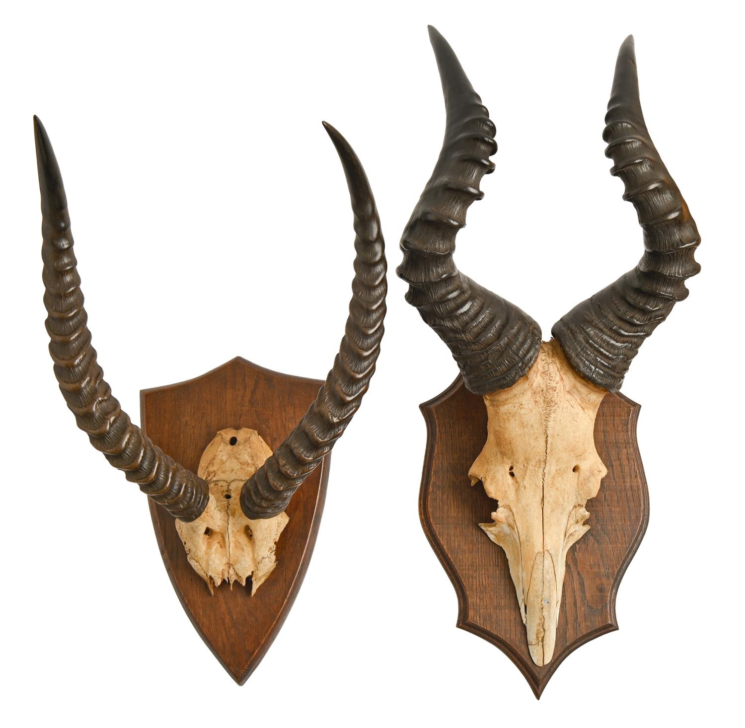 Game hunting. Two trophies, early 20th c, deer horns with skull plate, each on oak shield, 70 and