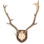 A pair of deer antlers and skull plate, mounted, 60cm h