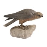 A Viennese cold painted bronze sculpture of a Merlin, Bergman foundry, early 20th c, on rough hewn