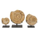 Fossils. Three ammonites, 10-18cm, metal stands Good condition