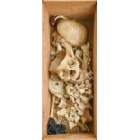 Anatomy. Human skeletons, two, incomplete but including skulls, in deal or card box From the effects