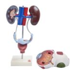 Medical. An anatomical didactic model of human kidneys, late 20th c, mounted on a stand, 34cm h, a