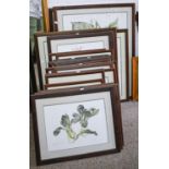 Elizabeth Cameron - Botanical Studies, lithograph, signed by the artist in pencil, 75 x 54cm and
