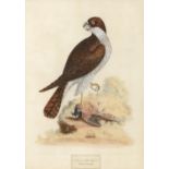 Gabriel Smith (1724-1783) after various artists - Ornithological Subjects, 12, etchings, hand