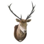 Taxidermy. Deer, 1947, full head mount with antlers, on oak shield, with ivorine tablet inscribed