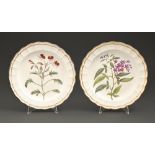 Two Derby botanical plates, c1800, painted with specimen plants in fluted gilt border, 22cm diam,
