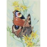 Gordon Beningfield (1936-1998) - Peacock Butterfly, signed, watercolour, 80 x 111mm Provenance: