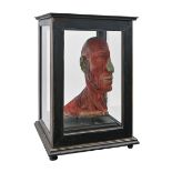 Anatomy. An ecorche half model of the human head, ebonised case, 51cm h Good condition. Unexamined