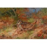 Archibald Thorburn (1860-1935) - Woodcock, signed and dated 1931, watercolour, 18 x 27cm Good