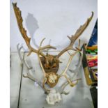 Natural History. A pair of 10-pointer antlers, early 20th c, oak shield mount, another two pairs,