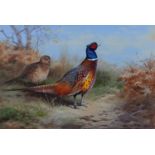 Archibald Thorburn (1860-1935) - Pheasants, signed and dated 1916, watercolour, 18.5 x 27cm Good