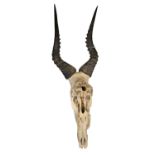 Natural History. A springbok's skull with two antlers, probably South Africa, 91cm h OK-good