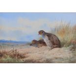 Archibald Thorburn (1860-1935) - Grey Partridge, signed and dated 1917, watercolour, 18.5 x 27cm
