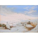 Archibald Thorburn (1860-1935) - Ptarmigan at Sunrise, signed and dated 1904, inscribed verso with