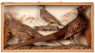 Taxidermy. A cased set of three British gamebirds, to include pheasant, grouse and partridge, 42cm h