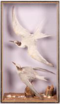 Taxidermy. A pair of Terns (Sternidae), early 20th c, realistically mounted in flight in a glass