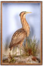 Taxidermy. A Eurasian Bittern (Botaurus Stellaris), early 20th c, mounted in a glass fronted display