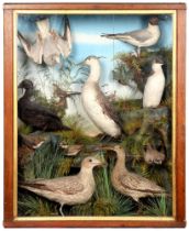 Taxidermy. A cased collection of British birds, early 20th c, including razorbill, curlew,