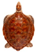 Taxidermy. Loggerhead Sea Turtle (Caretta Caretta), early 20th c, 59 x 40cm