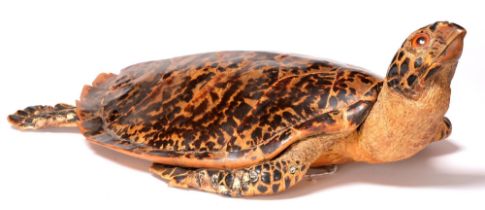 Taxidermy. Hawksbill Turtle (Eretmochecys Imbricata), early 20th c, 60 x 38cm Some scale loss and