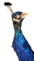 Taxidermy. A peacock (Pavo Cristatus), mounted on a branch, 187cm l