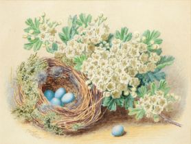 Thomas Frederick Collier (1823-1885) - Still Life with a Bird's Nest, signed, watercolour, 13.5 x