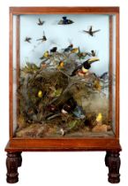 Taxidermy. A cased collection of exotic and other birds, early 20th c, including a black necked