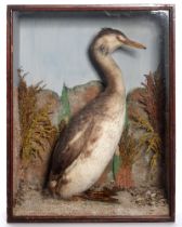 Taxidermy. A great crested grebe (Podiceps Cristatus), early 20th c, mounted in a glazed timber