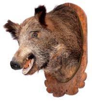 Taxidermy. A wild boar (Sus Scrofa) head, mounted on a carved oak plaque, 65 x 35cm, 55cm d