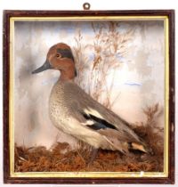 Victorian taxidermy. Eurasian Teal (Anas Crecca), mounted in glazed display case, 33 x 32cm