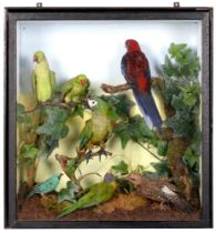 Taxidermy. A cased collection of exotic birds, early 20th c, including two rose ringed parakeets,