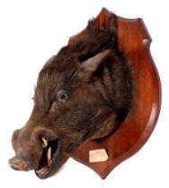 Taxidermy. A wild boar (Sus Scrofa) head, mounted on a mahogany shield bearing label reading Wild