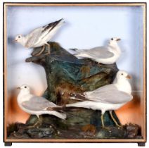 Victorian taxidermy. A cased set of four various gulls, mounted in realistic background with trade