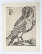 After Jacques Fornazeris (c.1585-1619) and Nicola van Delft, an engraving of a barn owl and mouse.